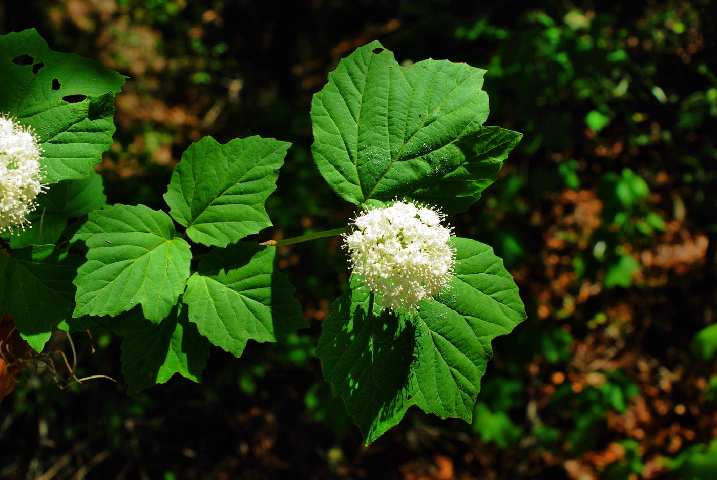 Photos APA Alabama Plant Atlas